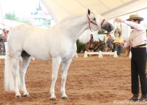 W NAZARENO XXXII DE RANCHO LA STELLA, SUBCAMPEON DEL CONCURSO